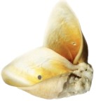 DUŻE UCHO WOŁOWE Z WAPNIEM białe naturalne GRYZAK