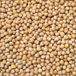 25kg Ciecierzyca Cieciorka wędkarska ziarno zanęta karp leszcz