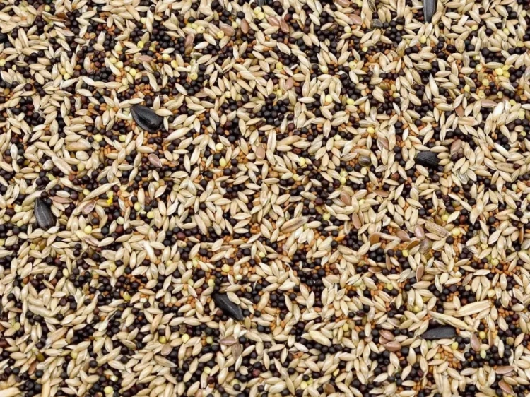 1kg Karma dla kanarka pełnoporcjowy pokarm dla kanarków i drobnej egzotyki
