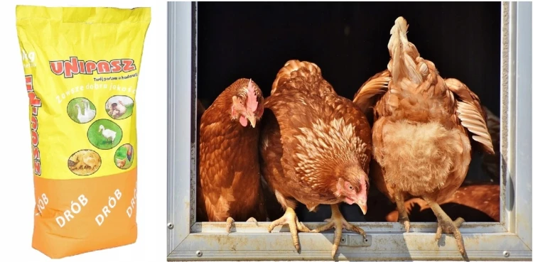 Pasza karma dla kurcząt od 6 tyg. DKM-2 kruszonka 20kg UNIPASZ