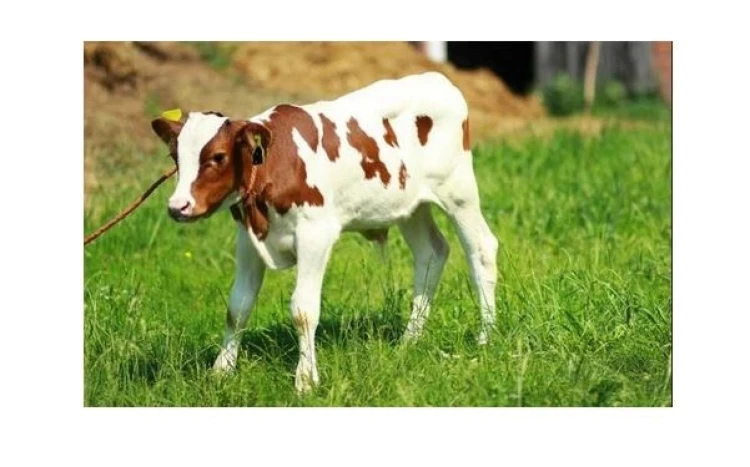 PIASTmilk LEN Mleko dla cieląt od 3 tyg z siemieniem lnianym 20kg PIAST