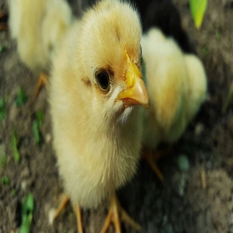 Pasza dla kurcząt brojlerów BROJLER 2G (P171G) 25kg granulat PIAST