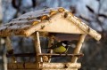 TRIXIE Karmnik naturalny drewniany dla ptaków na karma ziarno domek 5567