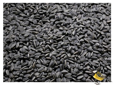 19kg Słonecznik czarny nie łuskany ziarno na zimę karmnik dla ptaków Champi