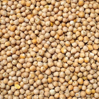 4,5kg Ciecierzyca cieciorka wędkarska ziarno zanęta karp leszcz