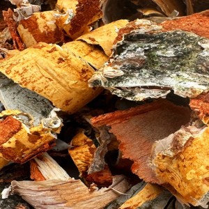 Kora brzozy 100g przysmak dla gryzoni królika świnki Champi