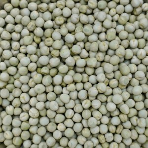 4,5kg Groch żółty całe ziarno zanęta wędkarska karp karaś leszcz