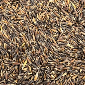 19kg Owies czarny paszowy dla kur koni królików ptaków