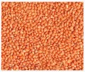 19kg Proso czerwone karma pokarm pasza dla ptaków papug falistej i średniej