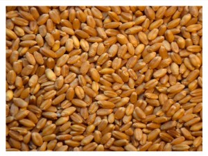 19kg Pszenica paszowa całe ziarno dla ptaków papug kur gołębi pawi
