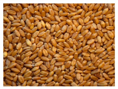 19kg Pszenżyto paszowe całe ziarno dla ptaków papug