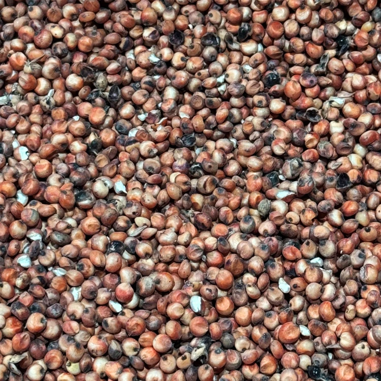 19kg Sorgo czerwone karma pokarm pasza dla ptaków papug średnich i dużych