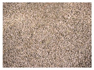 Sorgo białe DARI 4,5kg Karma dla papug średnich i dużych ptaków pokarm