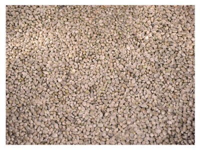 4,5kg Sorgo białe DARI karma pasza dla ptaków papug średnich i dużych