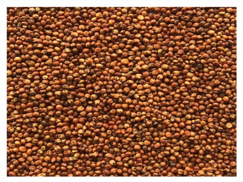 4,5kg Sorgo czerwone karma pokarm pasza dla ptaków papug średnich i dużych