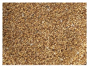 4,5kg Kolendra ziarno zanęta przynęta wędkarska karaś karp