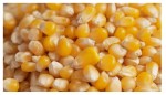 4,5kg Kukurydza żółta ziarno przynęta na haczyk zanęta wędkarska karp leszc