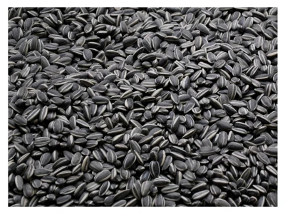 4,5kg Słonecznik czarny nie łuskany karma dla papug nimfy Champi