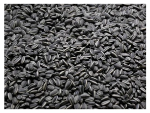 4,5kg Słonecznik CZARNY nie łuskany karma dla gryzoni królika świnki Champi