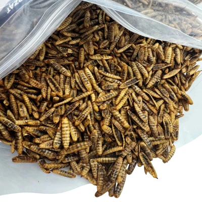 Robak dla ptaków karma zimowa egzotyka PUFFY cały suszony 1kg Champi