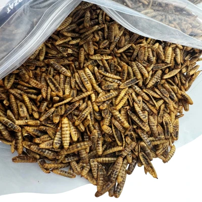 Robak dla ptaków karma zimowa egzotyka PUFFY cały suszony 250g Champi