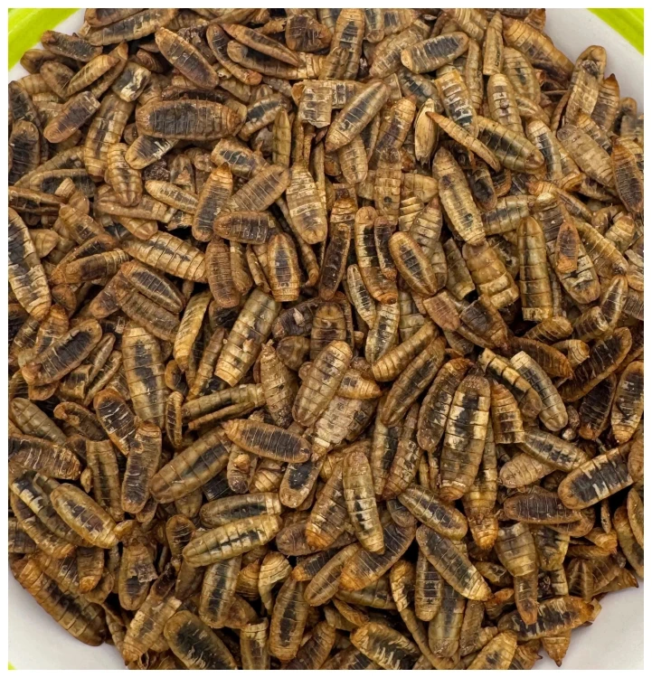 Robak dla ptaków karma zimowa egzotyka BABY cały suszony 1kg Champi