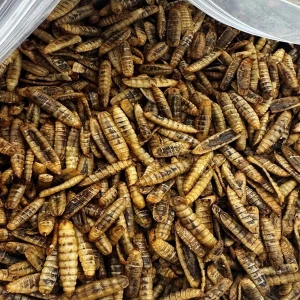 Robak dla gadów płazów żółwi gekonów żab PUFFY cały suszony 250g