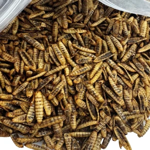 Robaki na ryby PUFFY cały suszony Method Feeder 1kg zanęta białko 40%Champi