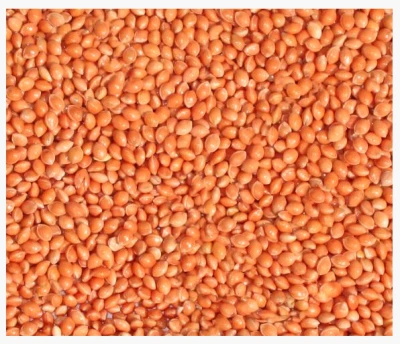 4,5kg Proso czerwone karma pokarm pasza dla ptaków papug falistych średnich