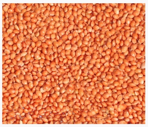 4,5kg Proso czerwone karma pokarm pasza dla ptaków papug falistych średnich