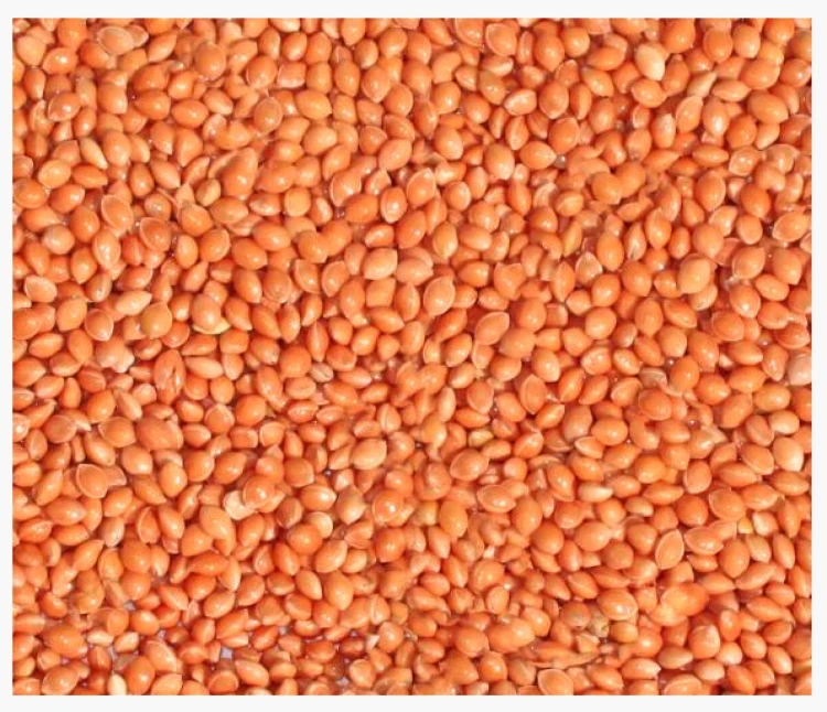 4,5kg Proso czerwone karma pokarm pasza dla ptaków papug falistych średnich