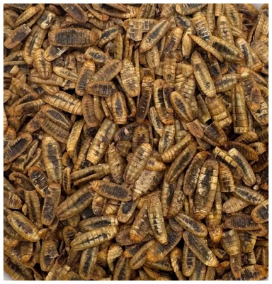 Robaki na ryby BABY cały suszony Method Feeder 1kg zanęta białko 40% Champi