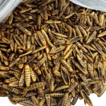 Robaki na ryby PUFFY cały suszony Method Feeder 1kg zanęta białko 40%Champi
