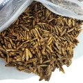 Robaki na ryby PUFFY cały suszony Method Feeder 1kg zanęta białko 40%Champi