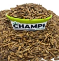 Robaki na ryby PUFFY cały robak suszony Method Feeder 250g zanęta Champi
