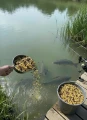 Kukurydza bobik łubin konopie MIX ZIAREN WĘDKARSKICH zanęta ziarno 4,5kg