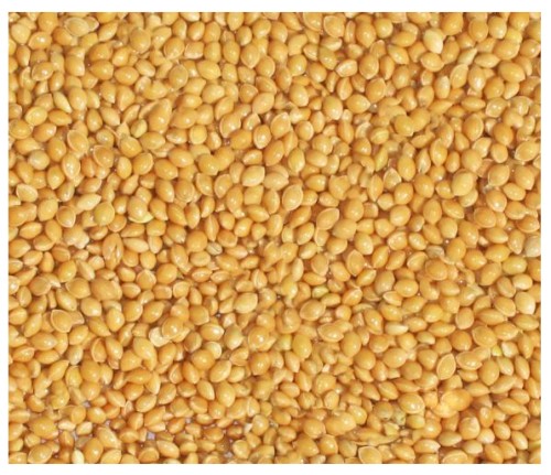 PROSO ŻÓŁTE 4,5kg złote karma dla papug falistych średnich pokarm Champi