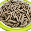 Robak dla gryzoni chomika świnki szczura jeża owad larwa w wodzie 50x100g