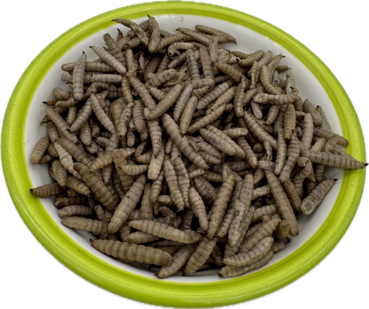 Robak dla gryzoni chomika świnki szczura jeża owad larwa w wodzie 50x100g