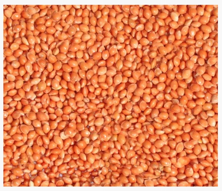 1kg Proso czerwone karma pokarm pasza dla ptaków papug falistych średnich