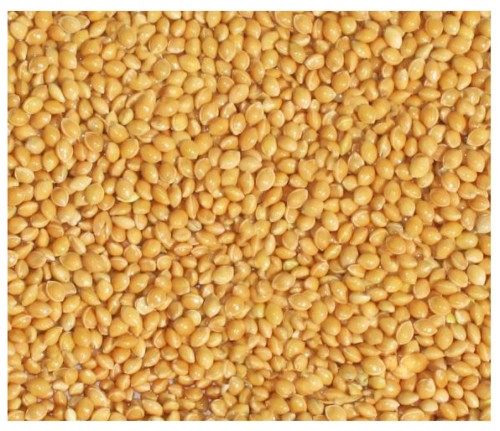 PROSO ŻÓŁTE 1kg złote karma dla papug falistych średnich pokarm Champi
