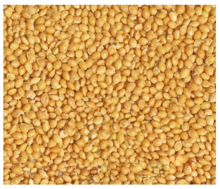 PROSO ŻÓŁTE 1kg złote karma dla papug falistych średnich pokarm Champi
