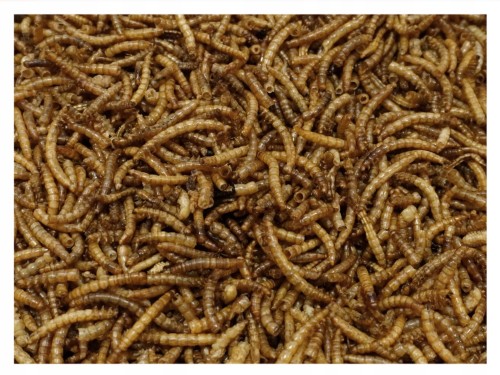 200g GLOPEX Suszone larwy mącznika młynarka pokarm dla ptaków MEAL WORMS