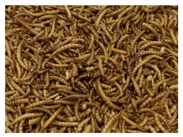 200g GLOPEX Suszone larwy mącznika młynarka pokarm dla ptaków MEAL WORMS