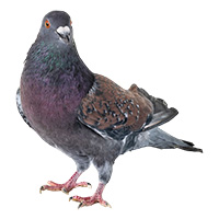 Dla gołębi