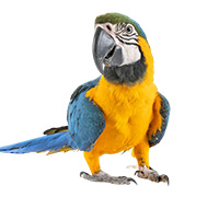 Papugi