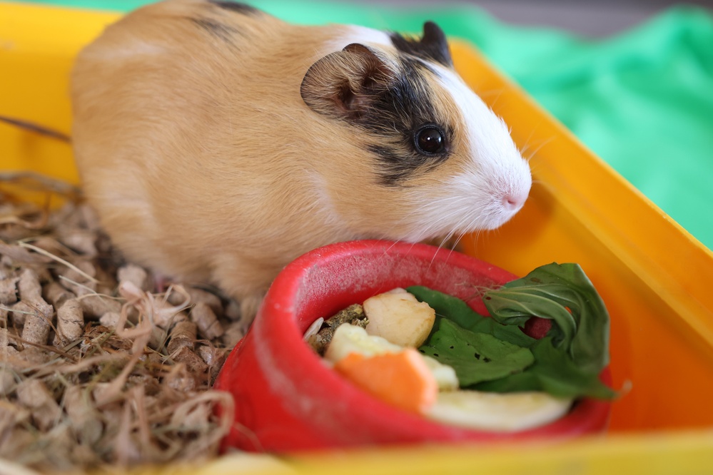 Dieta świnki morskiej – fundamentalne zasady żywienia